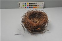 藏品(鳥巢)的圖片